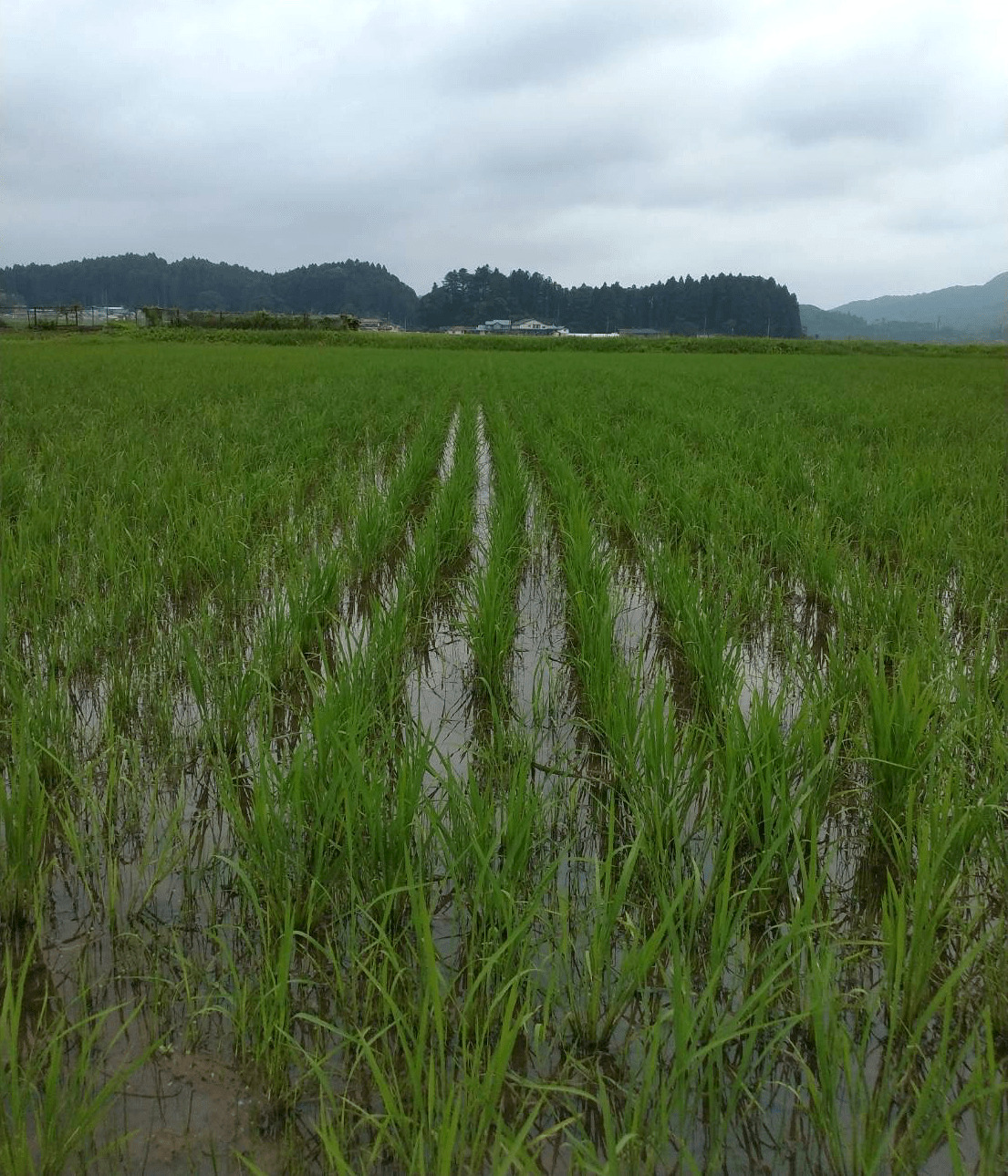 環境に配慮した安心安全な米作りを目指しています！